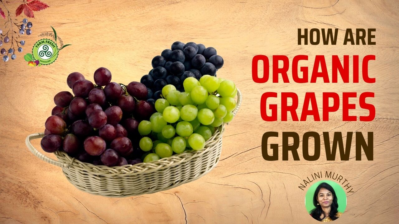 How are organic grapes grown? Farm Fresh Bangalore