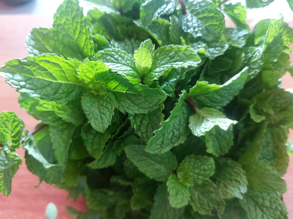 Mint 1 bunch