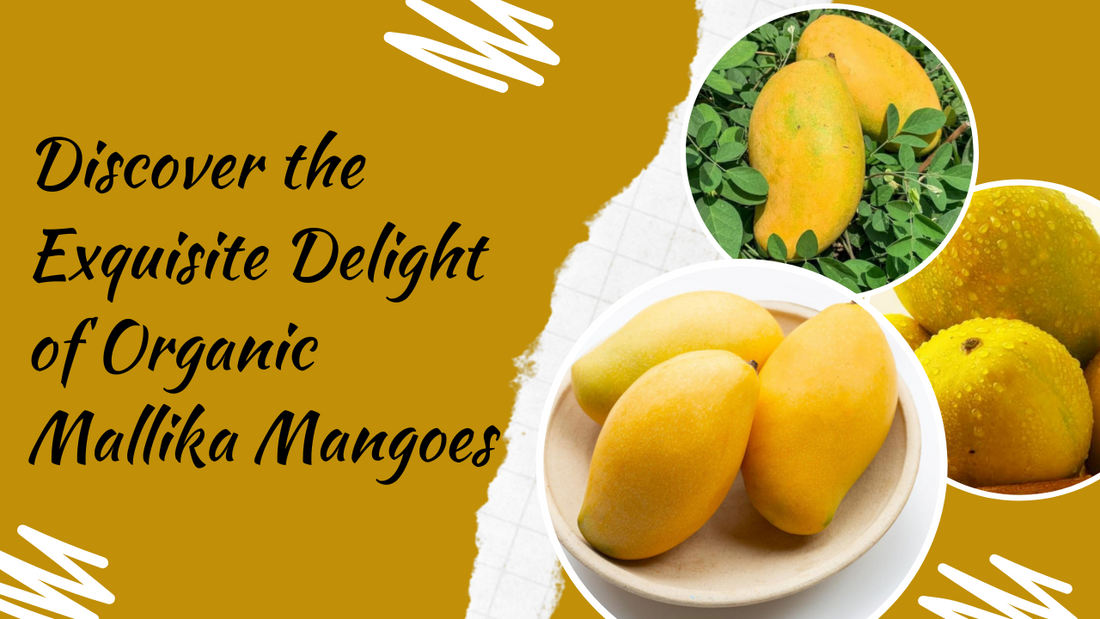 Discover the Exquisite Delight of Organic Mallika Mangoes