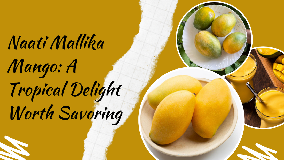 Naati Mallika Mango: A Tropical Delight Worth Savoring