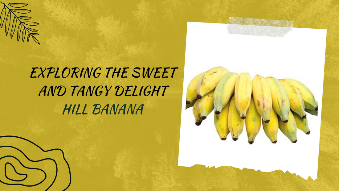 Exploring the Sweet and Tangy Delight: Hill Banana