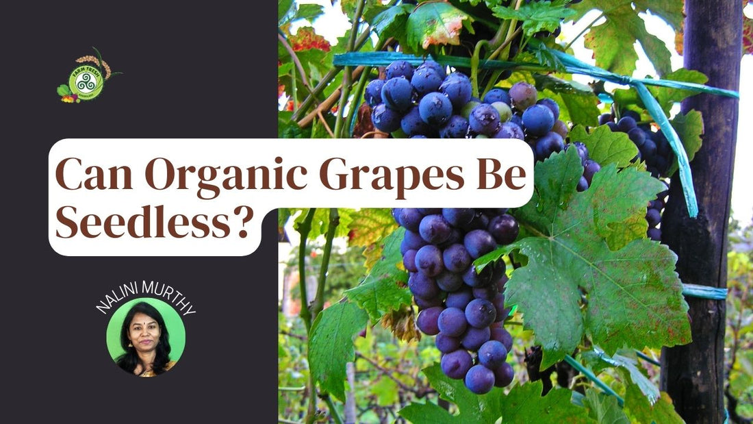 Can organic grapes be seedless?