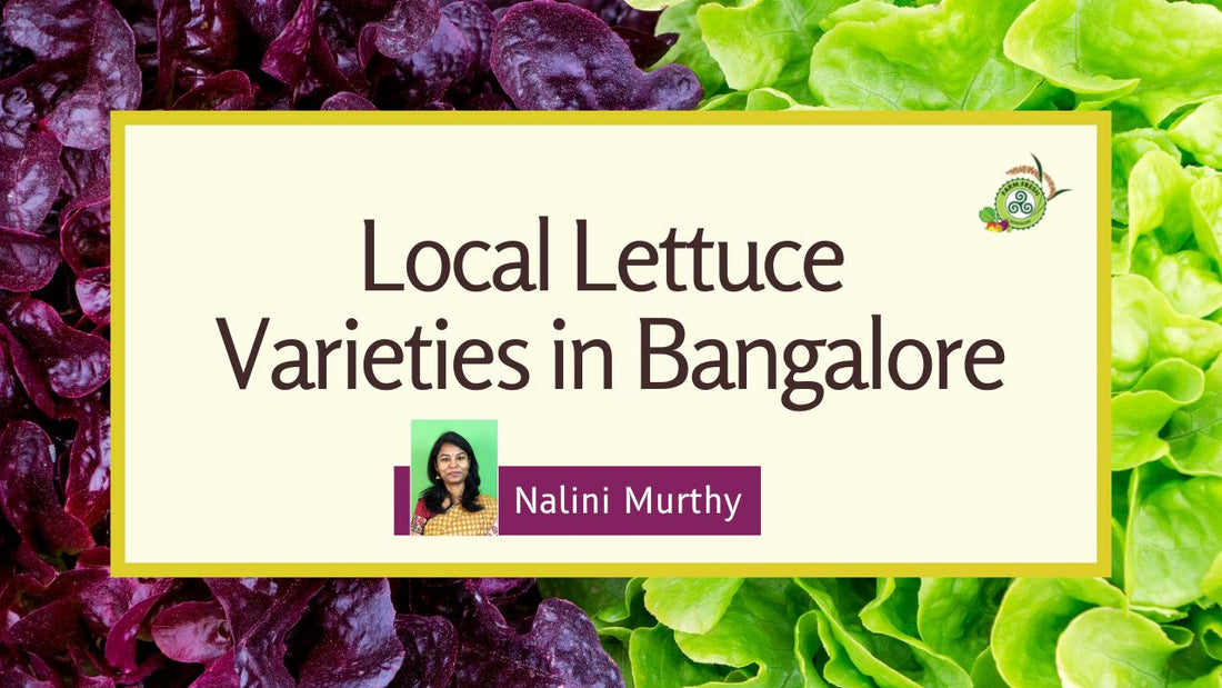 Local Lettuce Varieties in Bangalore