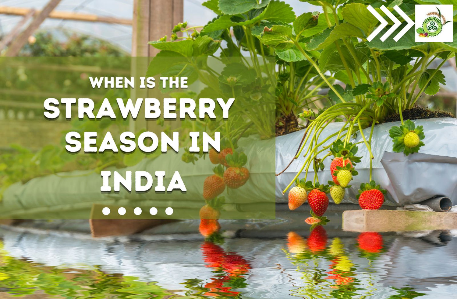When is strawberry season in India? Farm Fresh Bangalore