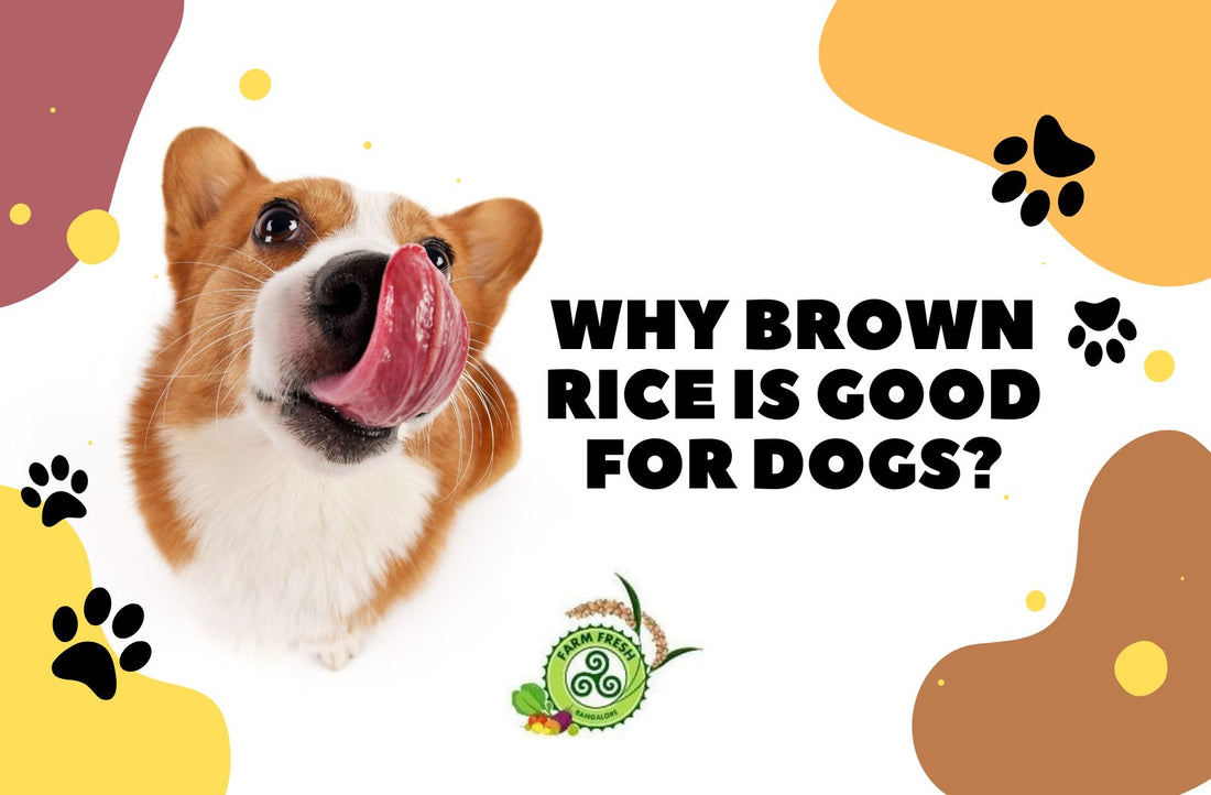 Why Brown Rice Is Good For Dogs