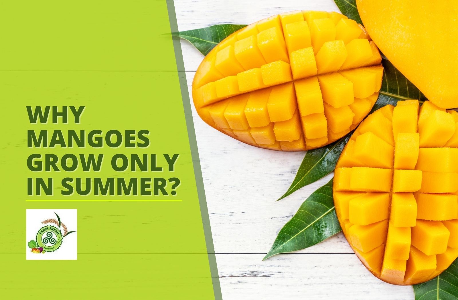 Why mangoes grow only in summer? Farm Fresh Bangalore