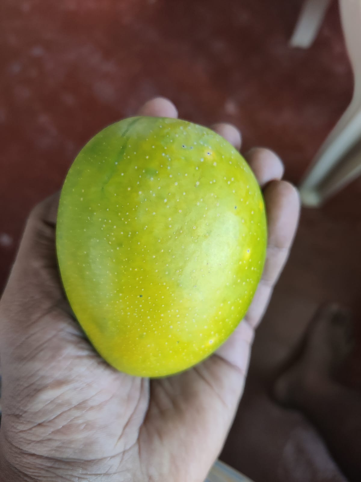 Mango Alphonso 1 Dozen