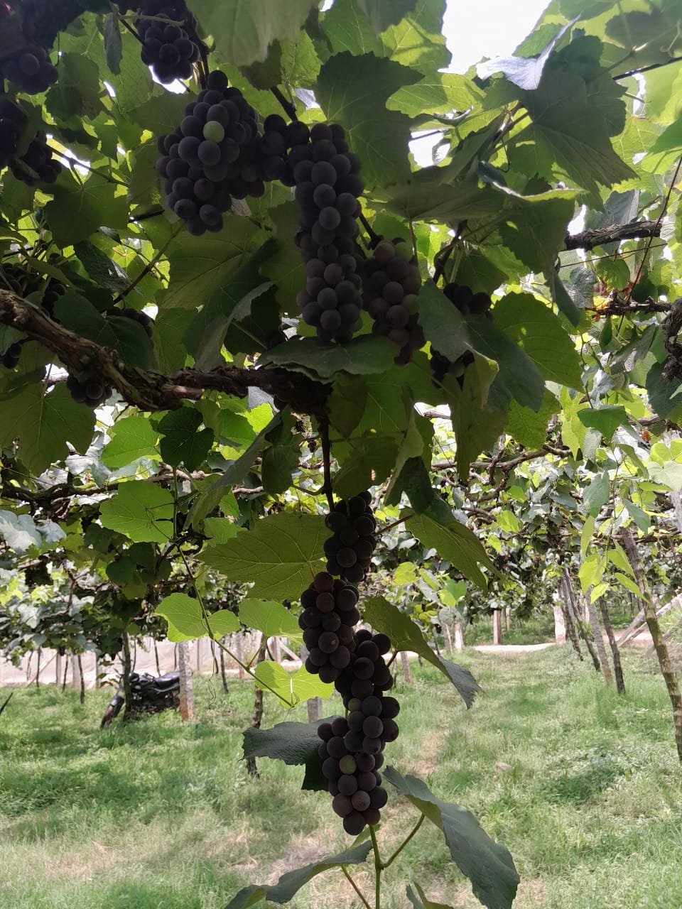 Bangalore Blue Grapes Farm Fresh Bangalore