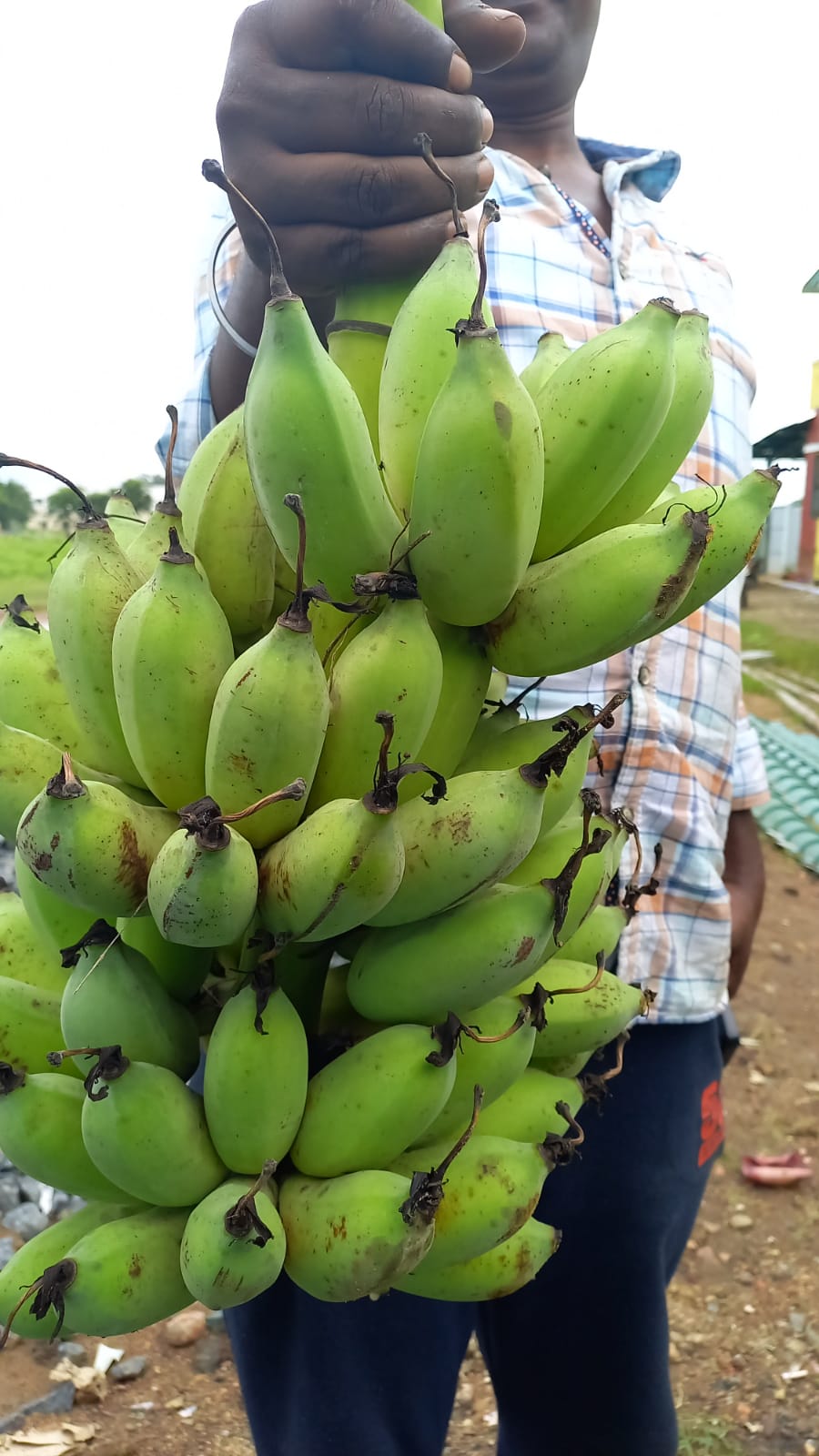 Banana Karpuravalli 500g