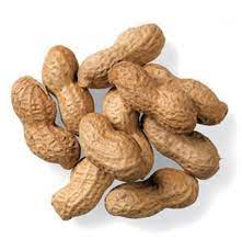 Fresh Groundnut