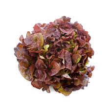 Red Oak Lettuce