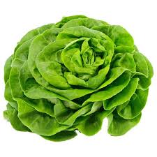 Green Butter Head Lettuce