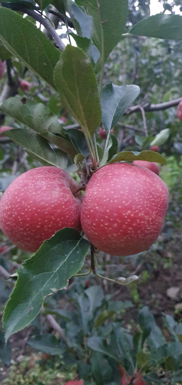 Apple - Royal Delicious - Red Colour