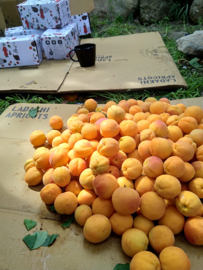 Apricots Fresh (Ladaki) Fruits  500g (Approx)