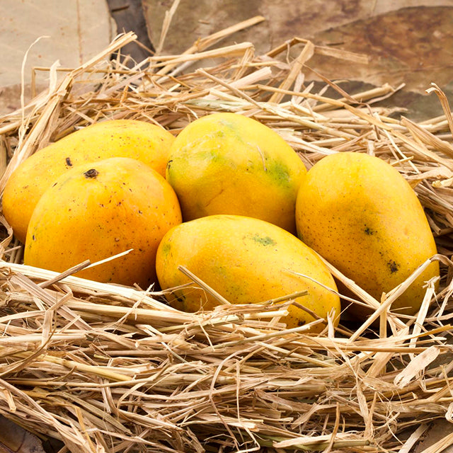 Mango Banganapalli (Baigenpalli)