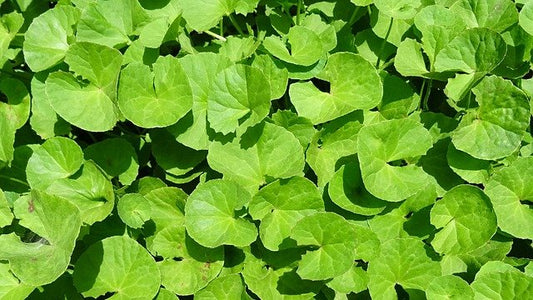 Brahmi Leaves 1 bunch