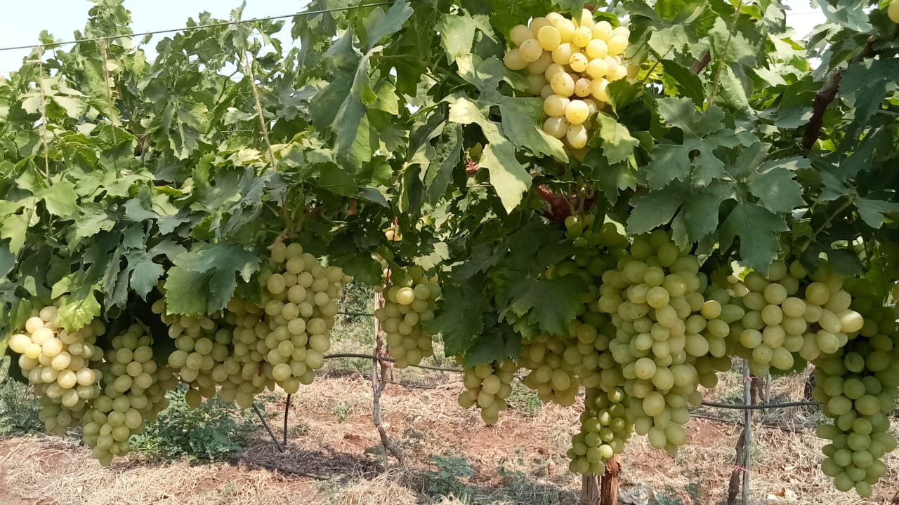 Grapes Thompson Seedless (Green) 2kgs