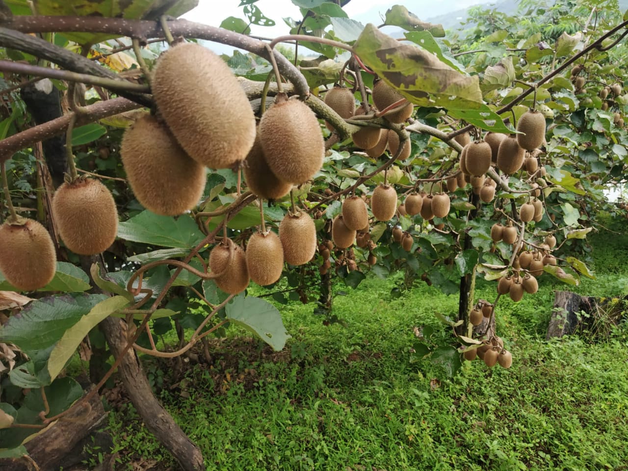 Kiwi Fruit