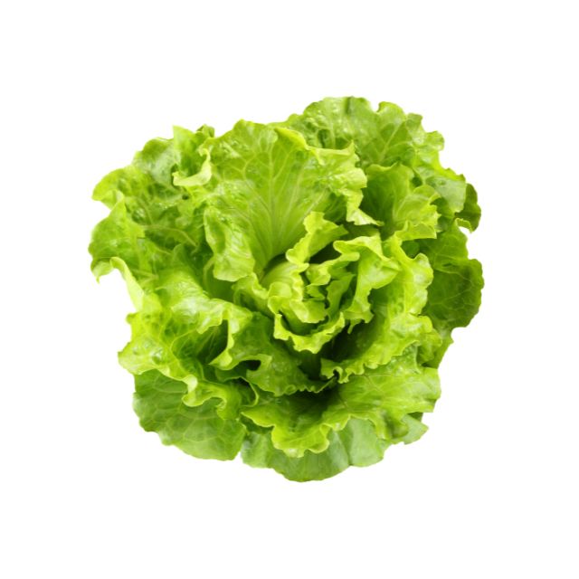 Lettuce Iceberg