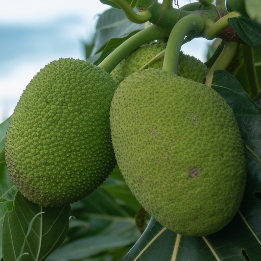 Bread Fruit 1 piece